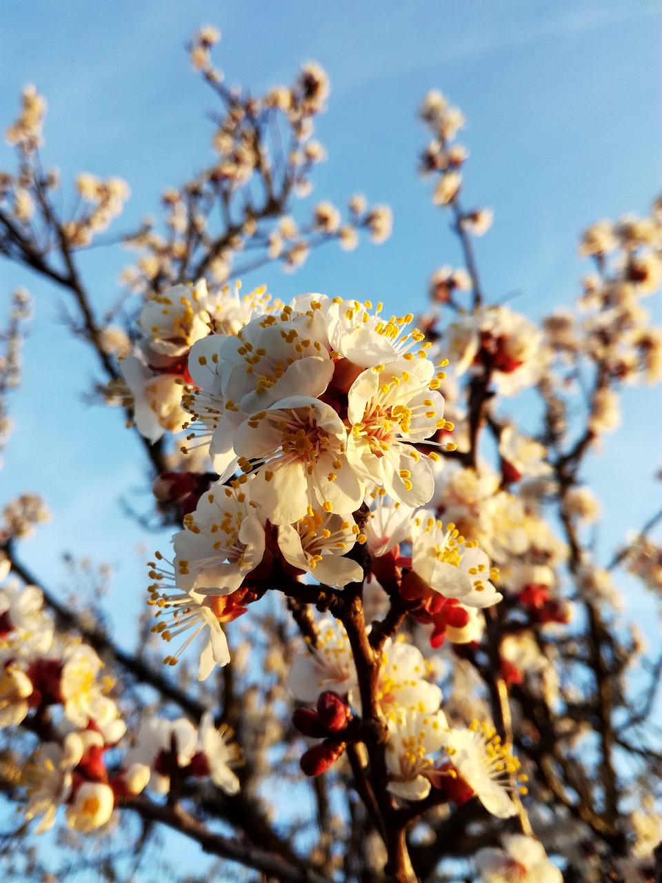 Fruchtbarkeit zu Beltane